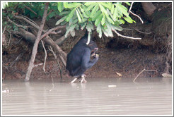 Chimpanzee drinking water using a leaf as a cup. Chimpanzee Rehabilitation Project, Baboon Islands.