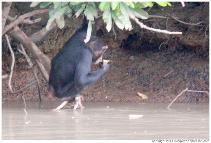 Chimpanzee drinking water using a leaf as a cup. Chimpanzee Rehabilitation Project, Baboon Islands.