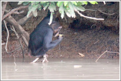 Chimpanzee drinking water using a leaf as a cup. Chimpanzee Rehabilitation Project, Baboon Islands.