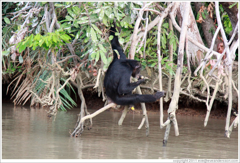 Chimpanzee eating corn. Chimpanzee Rehabilitation Project, Baboon Islands.