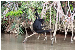 Chimpanzee eating corn. Chimpanzee Rehabilitation Project, Baboon Islands.