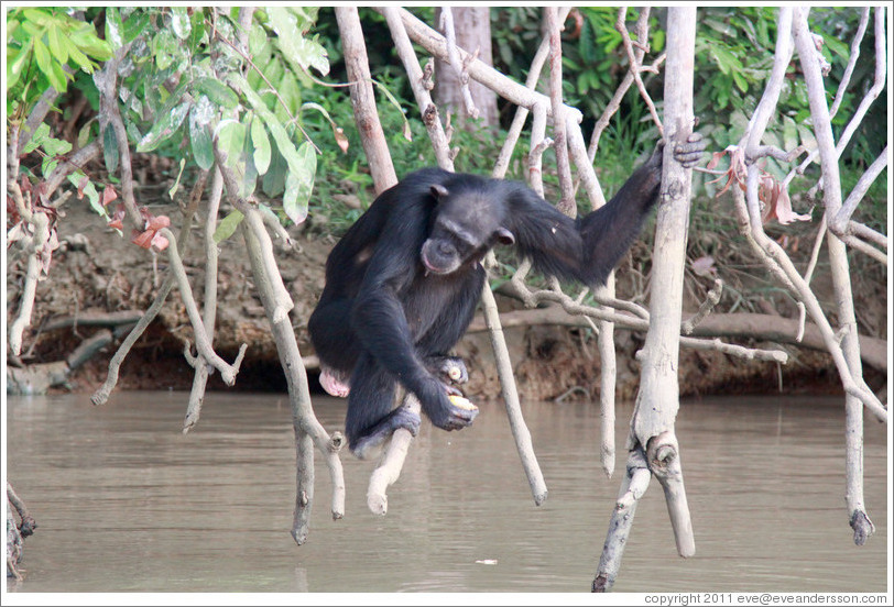 Chimpanzee eating corn. Chimpanzee Rehabilitation Project, Baboon Islands.