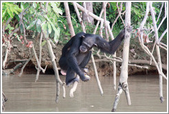 Chimpanzee eating corn. Chimpanzee Rehabilitation Project, Baboon Islands.
