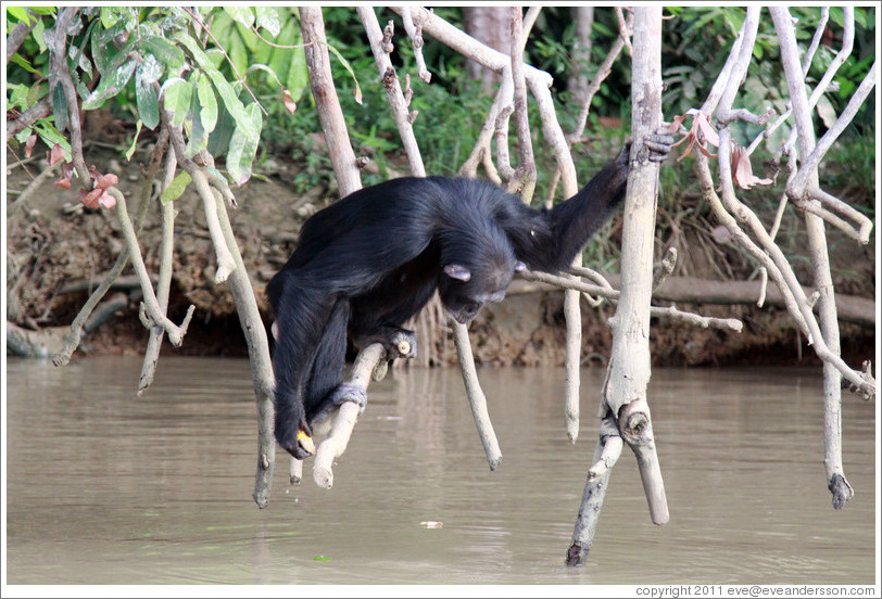 Chimpanzee eating corn. Chimpanzee Rehabilitation Project, Baboon Islands.