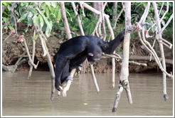 Chimpanzee eating corn. Chimpanzee Rehabilitation Project, Baboon Islands.