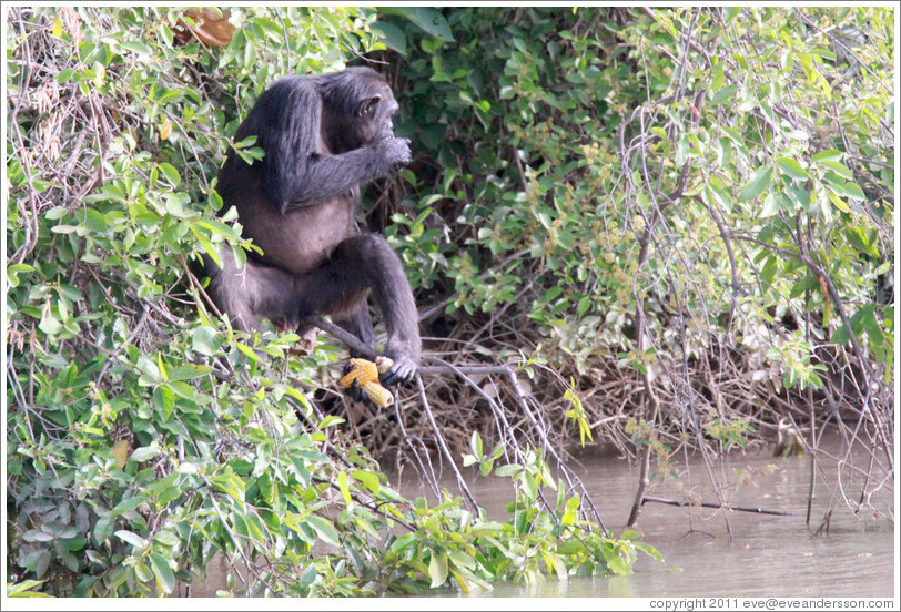 Chimpanzee eating corn. Chimpanzee Rehabilitation Project, Baboon Islands.