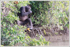 Chimpanzee eating corn. Chimpanzee Rehabilitation Project, Baboon Islands.