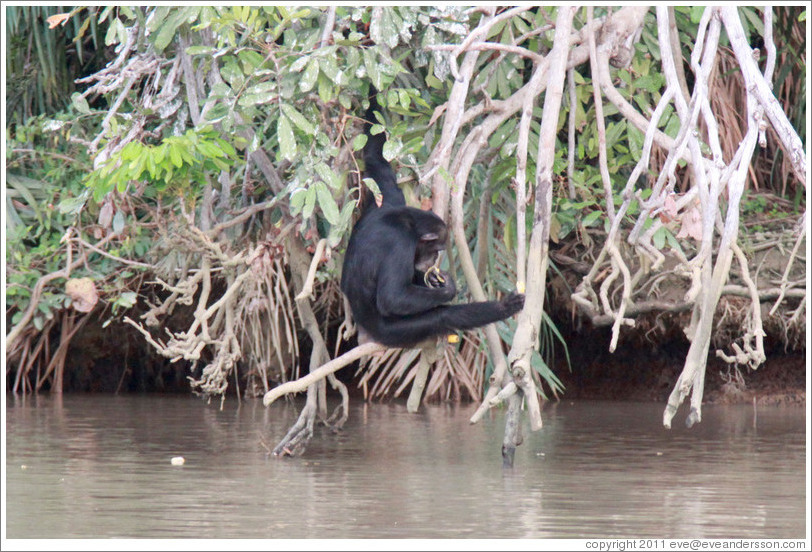 Chimpanzee eating while hanging over the river. Chimpanzee Rehabilitation Project, Baboon Islands.