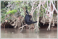 Chimpanzee eating while hanging over the river. Chimpanzee Rehabilitation Project, Baboon Islands.