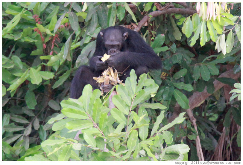 Chimpanzee eating. Chimpanzee Rehabilitation Project, Baboon Islands.