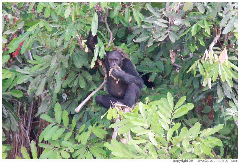 Chimpanzee eating leaves. Chimpanzee Rehabilitation Project, Baboon Islands.