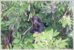 Chimpanzee eating leaves. Chimpanzee Rehabilitation Project, Baboon Islands.