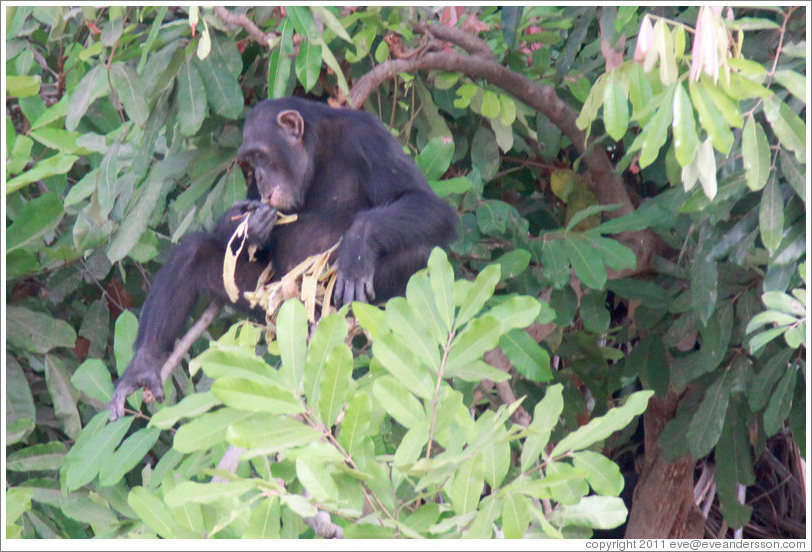 Chimpanzee eating leaves. Chimpanzee Rehabilitation Project, Baboon Islands.