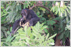 Chimpanzee eating leaves. Chimpanzee Rehabilitation Project, Baboon Islands.