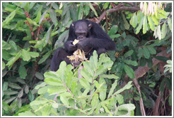 Chimpanzee eating. Chimpanzee Rehabilitation Project, Baboon Islands.