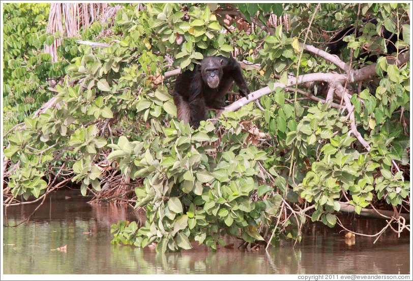 Chimpanzee. Chimpanzee Rehabilitation Project, Baboon Islands.