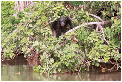 Chimpanzee. Chimpanzee Rehabilitation Project, Baboon Islands.