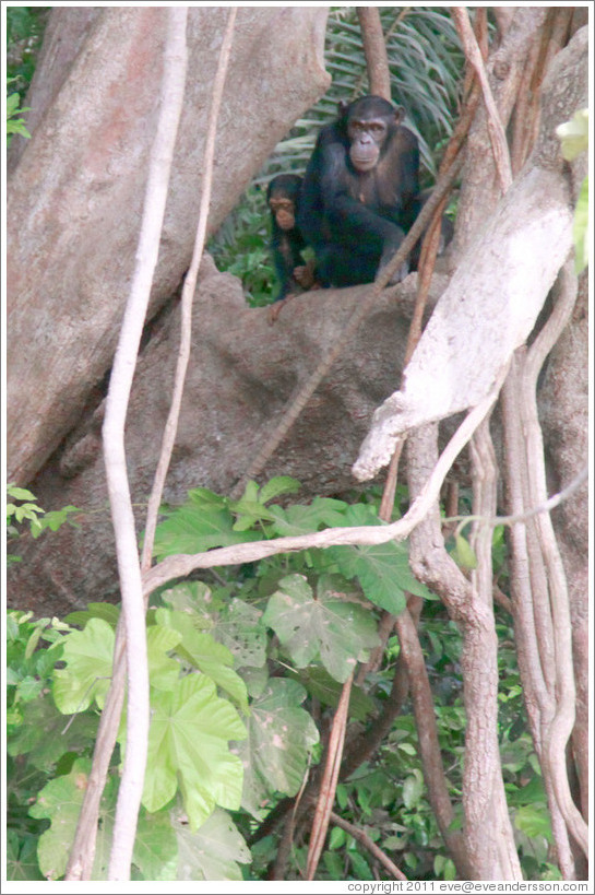 Adult and young chimpanzees. Chimpanzee Rehabilitation Project, Baboon Islands.