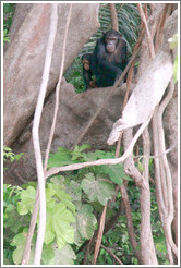 Adult and young chimpanzees. Chimpanzee Rehabilitation Project, Baboon Islands.