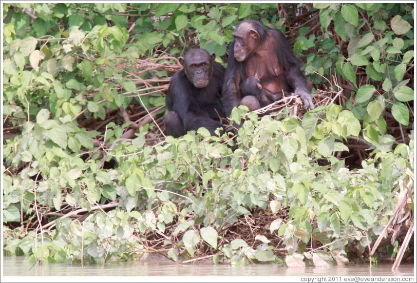 Mother, father and baby chimpanzees. Chimpanzee Rehabilitation Project, Baboon Islands.