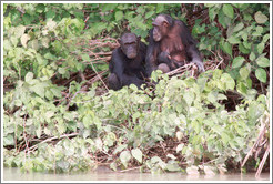 Mother, father and baby chimpanzees. Chimpanzee Rehabilitation Project, Baboon Islands.