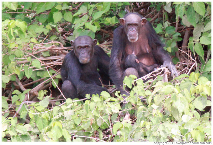 Mother, father and baby chimpanzees. Chimpanzee Rehabilitation Project, Baboon Islands.