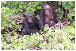 Mother, father and baby chimpanzees. Chimpanzee Rehabilitation Project, Baboon Islands.