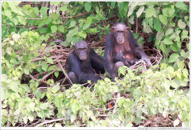 Mother, father and baby chimpanzees. Chimpanzee Rehabilitation Project, Baboon Islands.