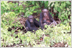 Mother, father and baby chimpanzees. Chimpanzee Rehabilitation Project, Baboon Islands.