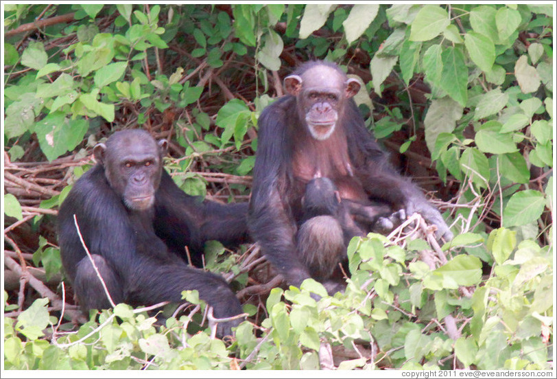 Mother, father and baby chimpanzees. Chimpanzee Rehabilitation Project, Baboon Islands.