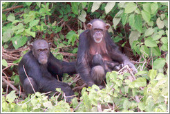 Mother, father and baby chimpanzees. Chimpanzee Rehabilitation Project, Baboon Islands.