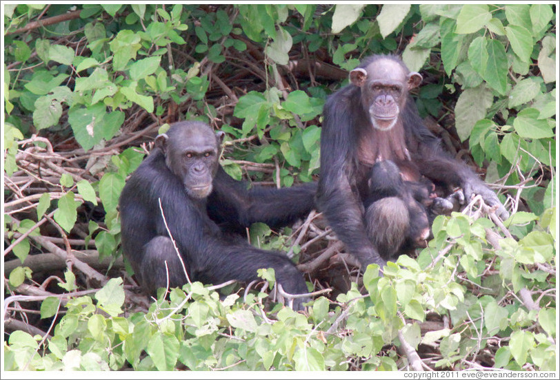 Mother, father and baby chimpanzees. Chimpanzee Rehabilitation Project, Baboon Islands.