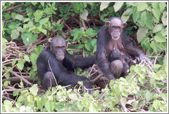 Mother, father and baby chimpanzees. Chimpanzee Rehabilitation Project, Baboon Islands.