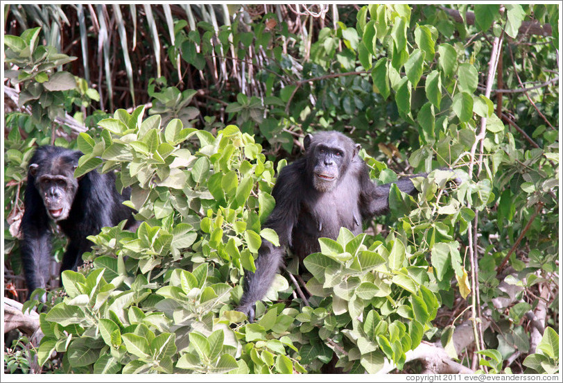 Chimpanzees. Chimpanzee Rehabilitation Project, Baboon Islands.