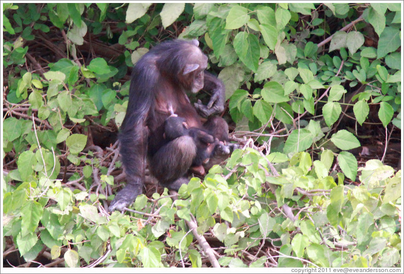 Mother and baby chimpanzees. Chimpanzee Rehabilitation Project, Baboon Islands.