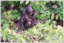 Mother and baby chimpanzees. Chimpanzee Rehabilitation Project, Baboon Islands.