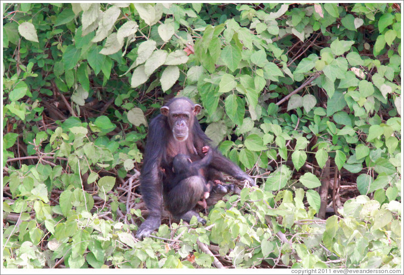 Mother and baby chimpanzees. Chimpanzee Rehabilitation Project, Baboon Islands.