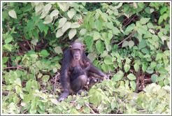 Mother and baby chimpanzees. Chimpanzee Rehabilitation Project, Baboon Islands.