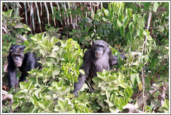 Chimpanzees. Chimpanzee Rehabilitation Project, Baboon Islands.