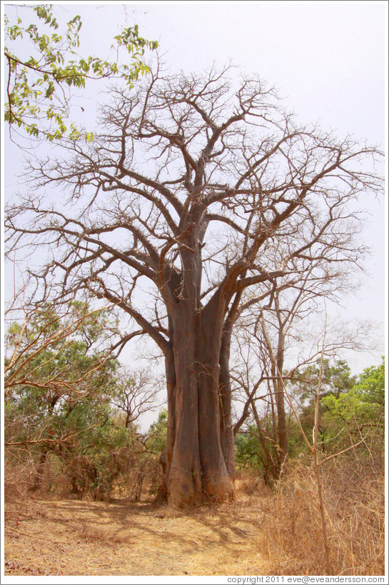 Baobab tree.