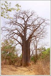 Baobab tree.