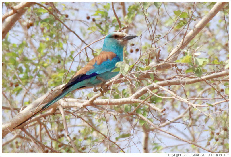 Abyssinian Roller.