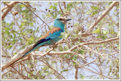 Abyssinian Roller.