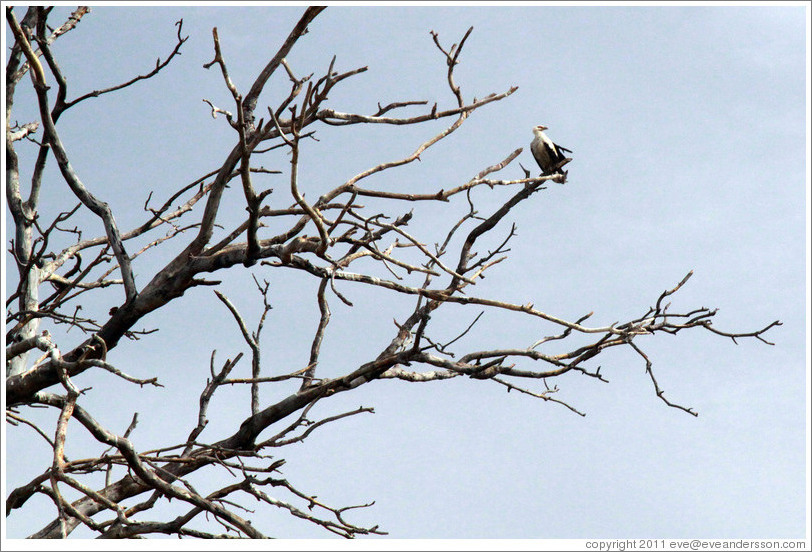 Palm-nut Vulture.