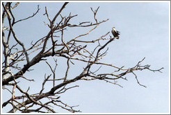 Palm-nut Vulture.