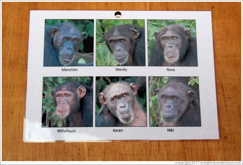 Photos of adult females from Chimpanzee Rehabilitation Project.
