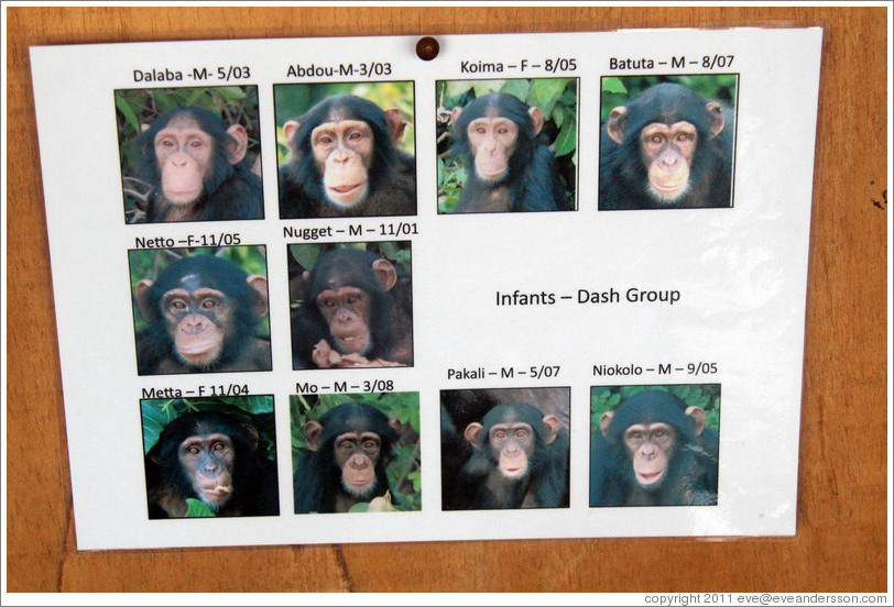 Photos of infants in the Dash Group from Chimpanzee Rehabilitation Project.