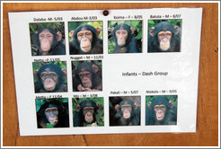Photos of infants in the Dash Group from Chimpanzee Rehabilitation Project.