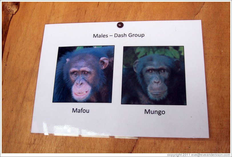 Photos of males in the Dash Group from Chimpanzee Rehabilitation Project.