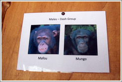 Photos of males in the Dash Group from Chimpanzee Rehabilitation Project.